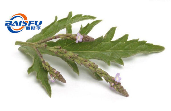 Baisfu Hot Selling brown fine powder Verbena officinalis L. Best Herba Verbenae.P.E  Ratio 4:1 ~ 20:1 use in food additve and cosmetic