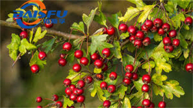 Shaanxi Baisfu plant extract Red Brown Powder 80 mesh  Food Grade Hawthorn Berry Extract More than 10% flavonoid use in Snacks, beverages, bread